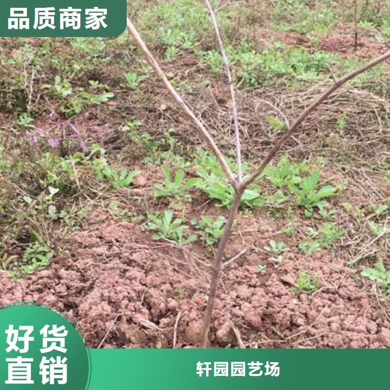 爱情果苗规格