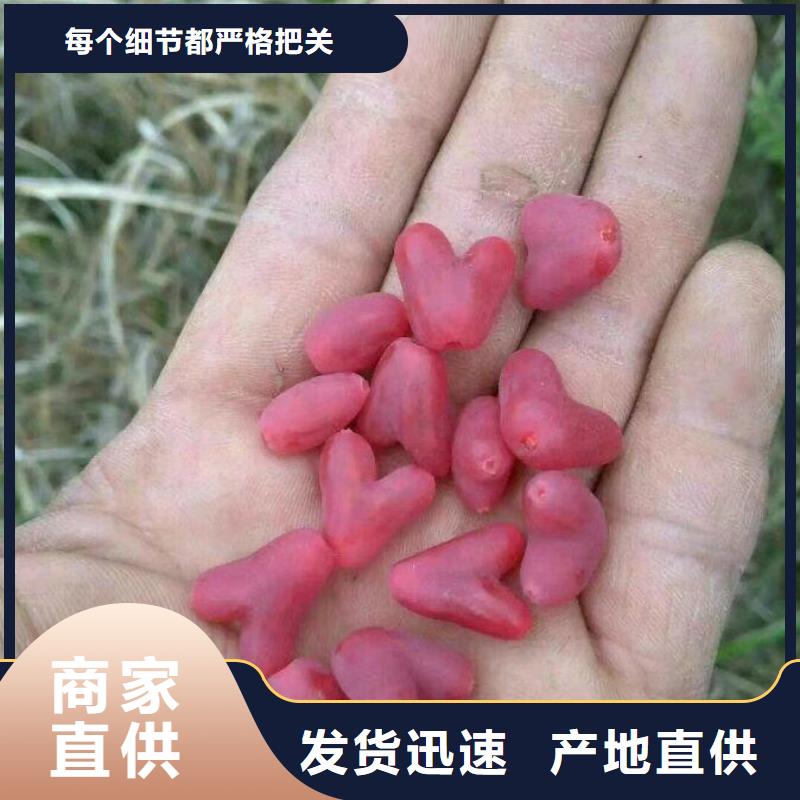 健身果苗一亩地多少棵