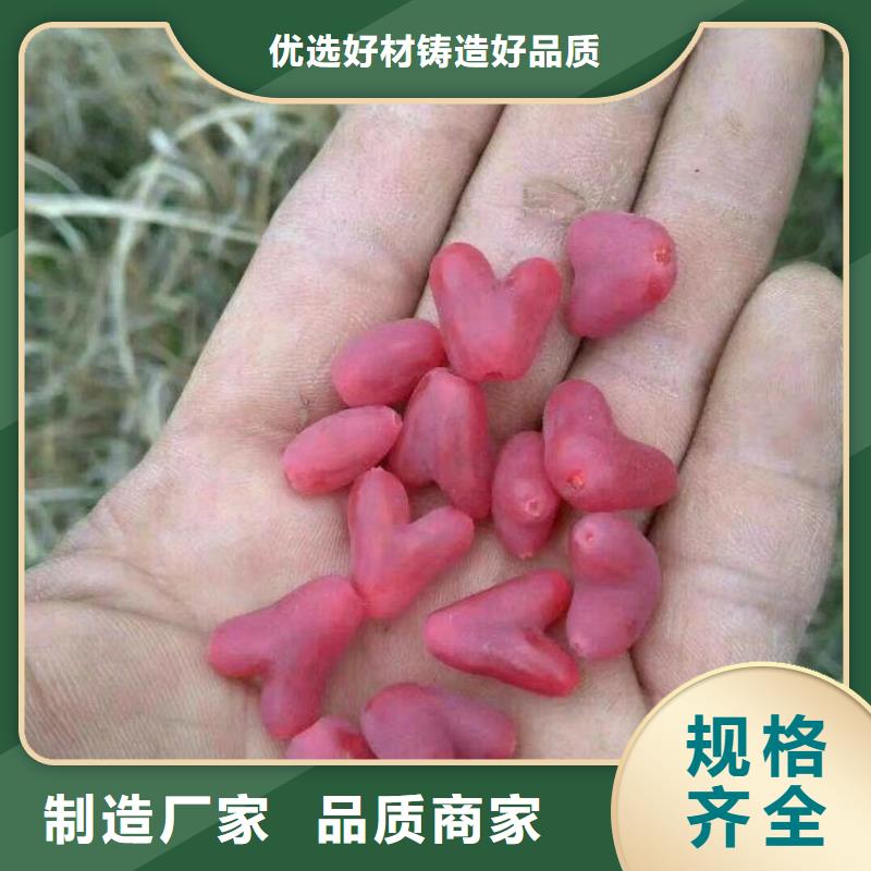 健身果苗适合种植地区