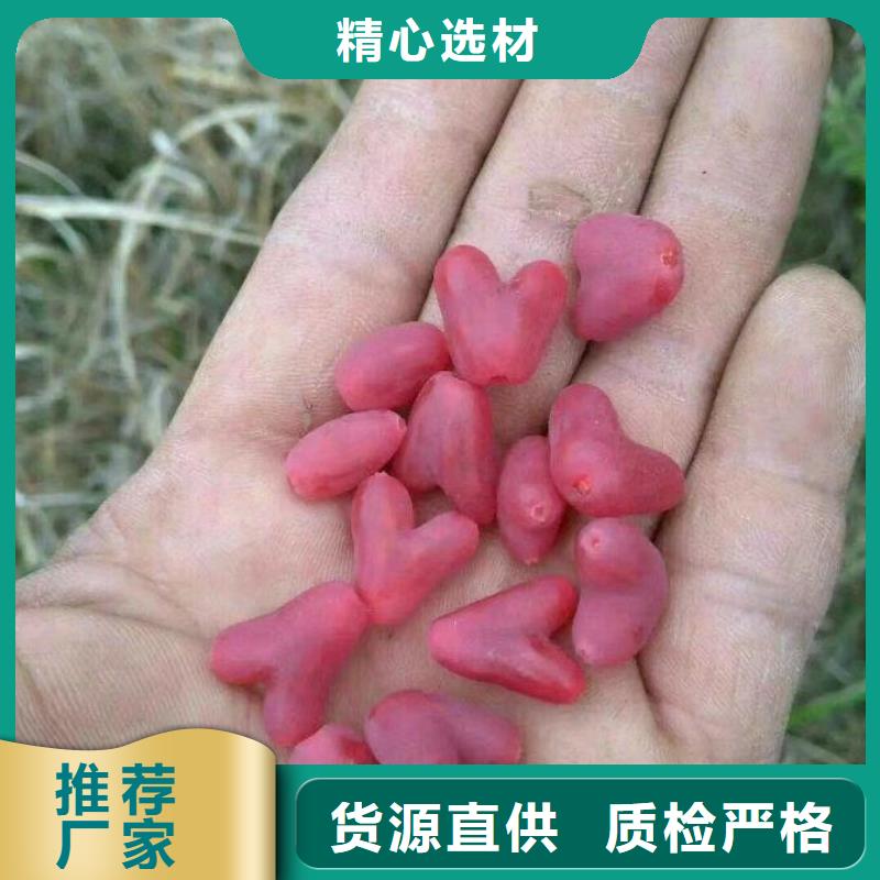 【轩园】苹果苗|凤庆|镇康|普洱|曲靖|迪庆|昆明|西双版纳【杈杷果】_玛瑙红石榴苗厂家货源实体厂家