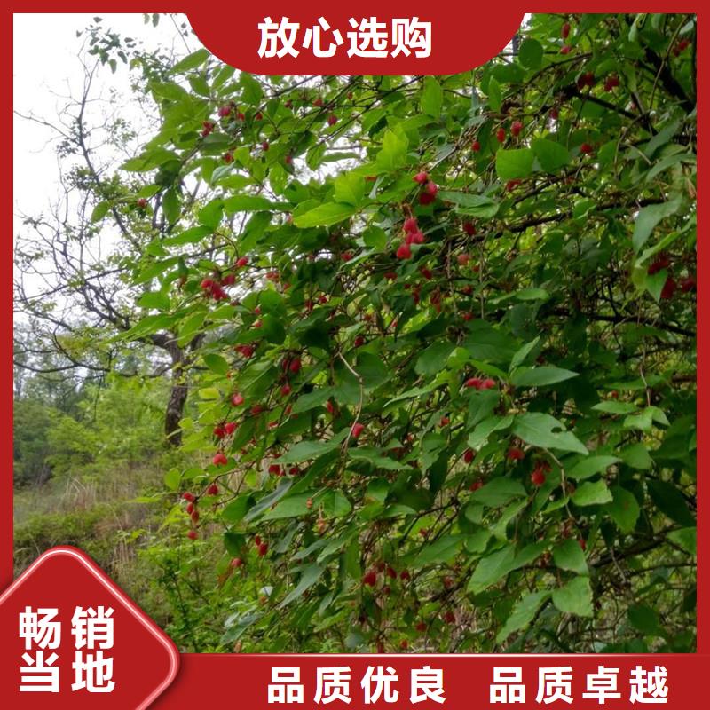 杈杷果樱桃苗一站式厂家