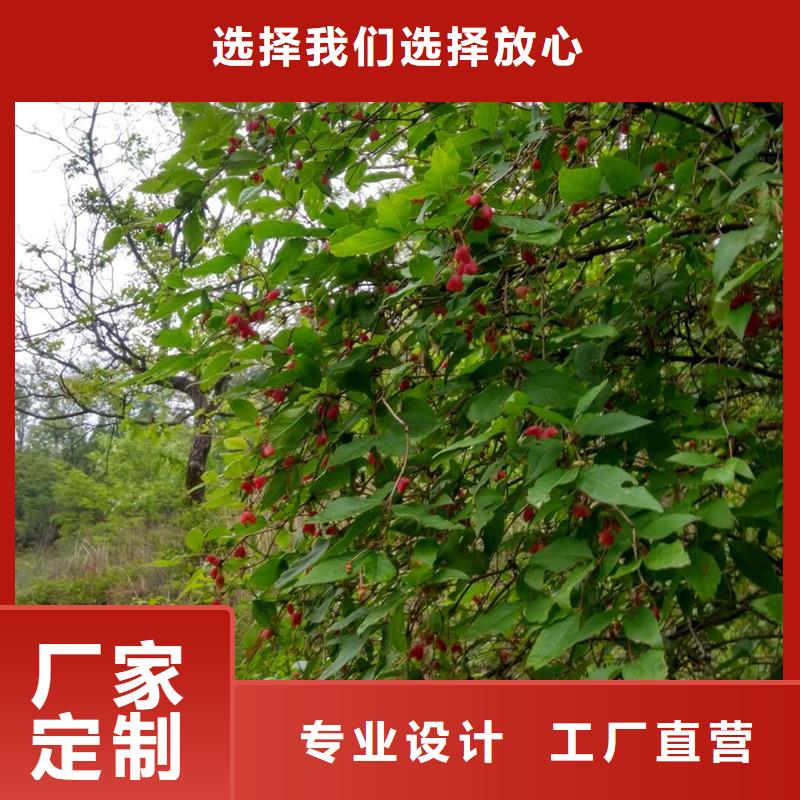 爱情果苗一亩地栽多少棵
