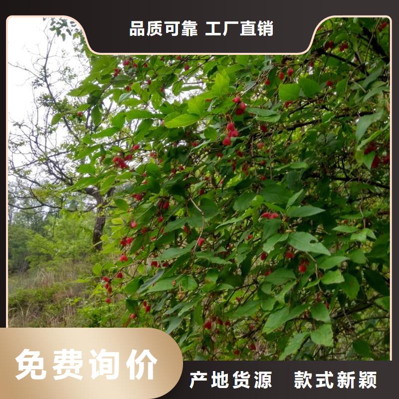 爱情果苗规格