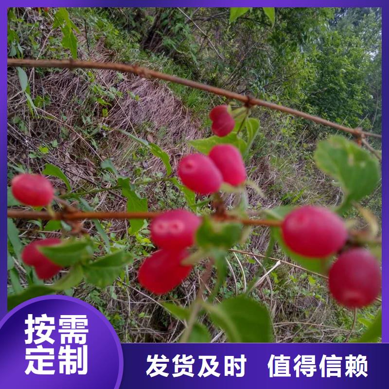 杈杷果草莓苗种类丰富
