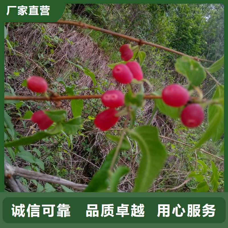 杈杷果苗质优价廉