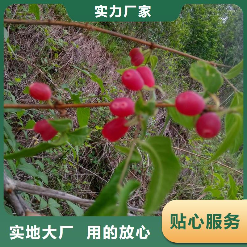 杈杷果苗种植管理技术