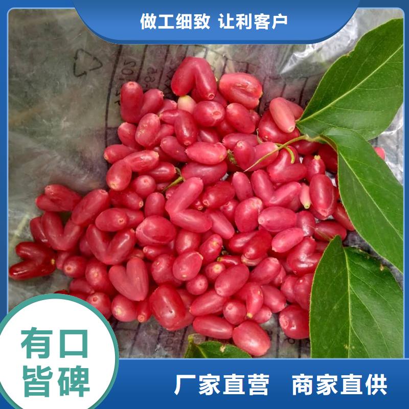 爱情果苗规格