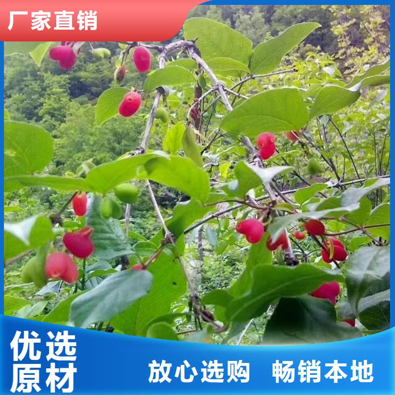 杈杷果草莓苗种类丰富