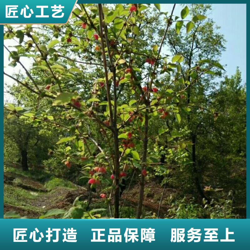 杈杷果樱桃苗一站式厂家
