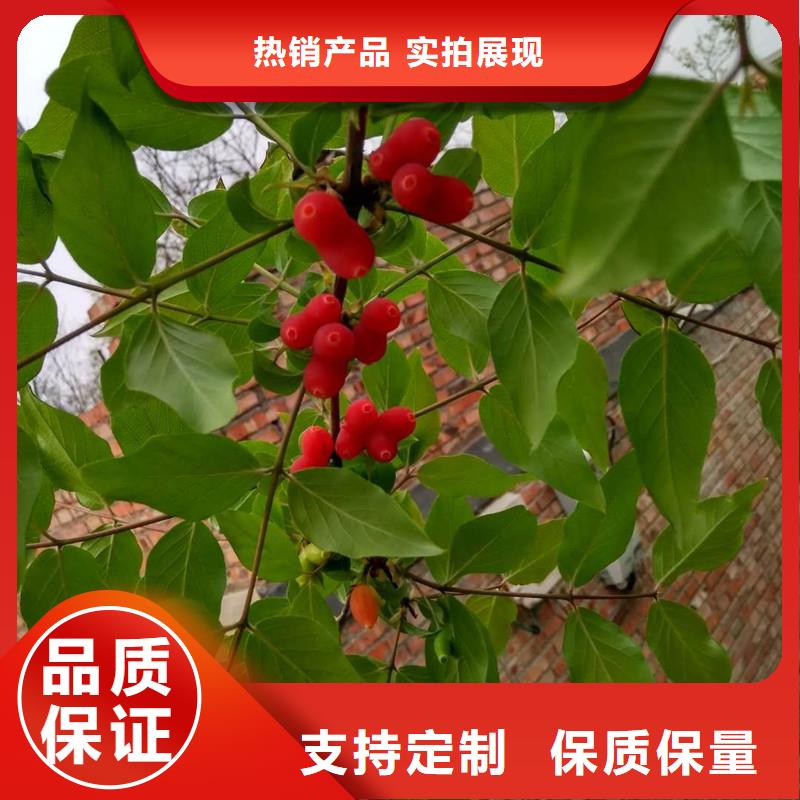 相思果苗当年结果树