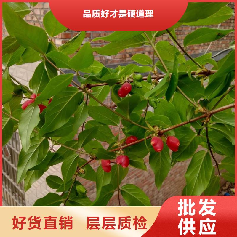 【轩园】苹果苗|凤庆|镇康|普洱|曲靖|迪庆|昆明|西双版纳【杈杷果】_玛瑙红石榴苗厂家货源实体厂家