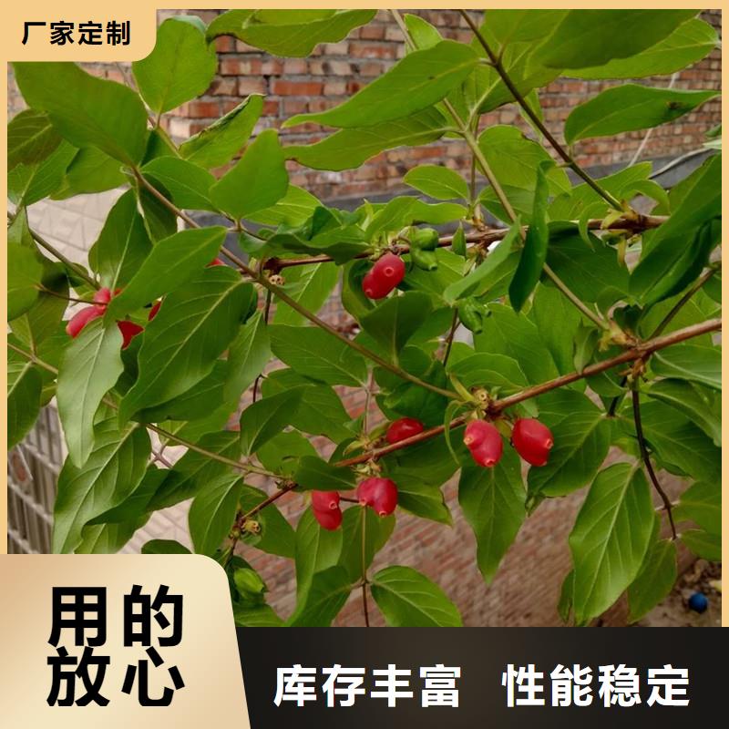 杈杷果樱桃苗厂家直发