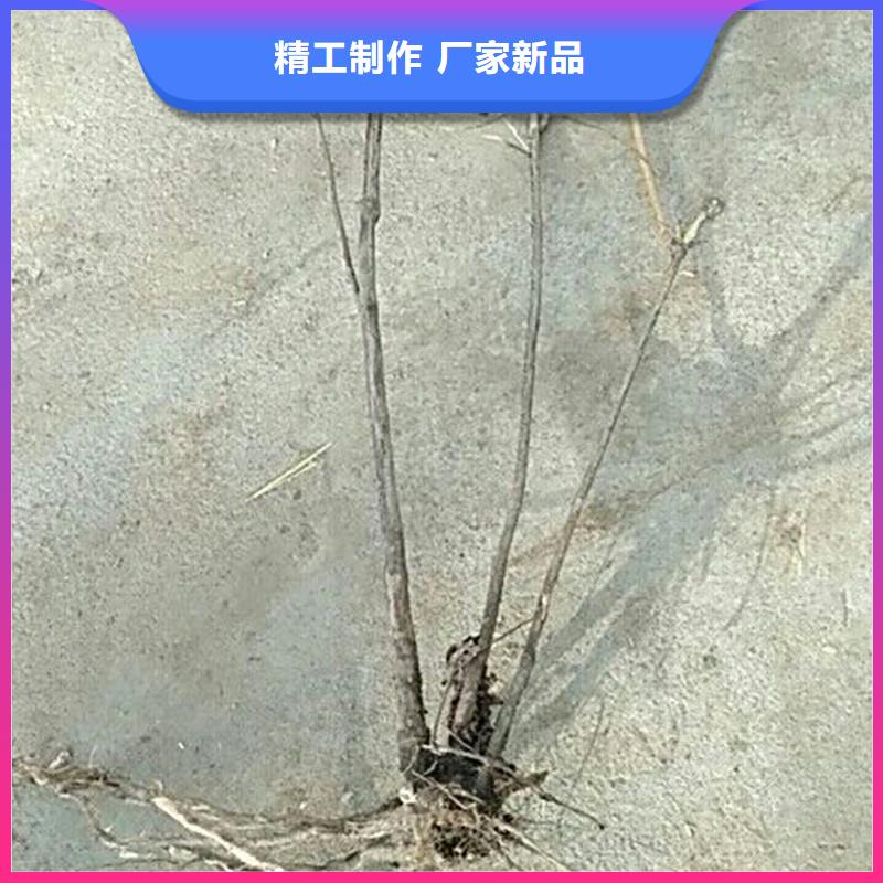 杈杷果蓝莓苗来电咨询