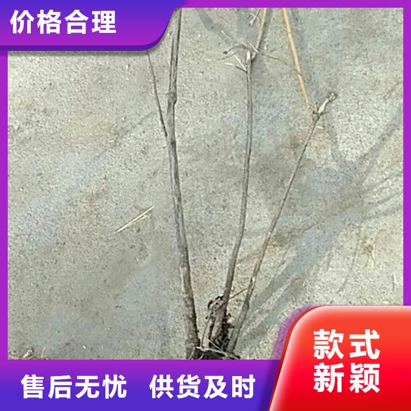 健身果苗适合种植地区