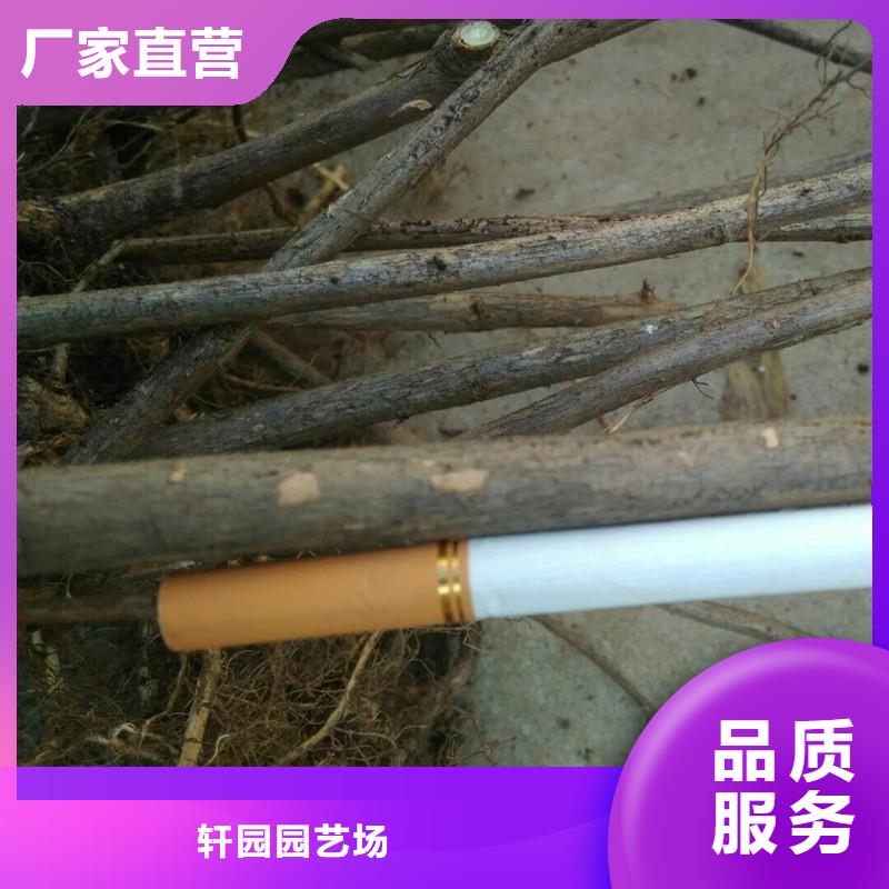 杈杷果苹果苗好货直销