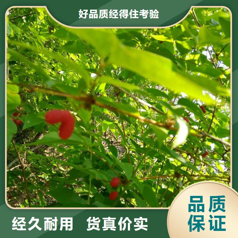 【轩园】苹果苗|凤庆|镇康|普洱|曲靖|迪庆|昆明|西双版纳【杈杷果】_玛瑙红石榴苗厂家货源实体厂家