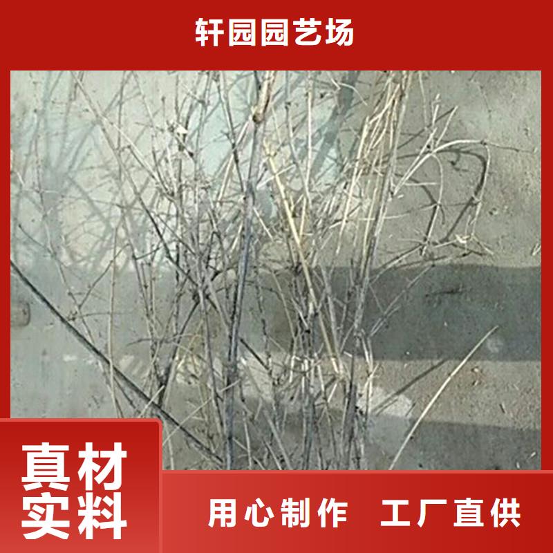 鸳鸯果苗一亩地多少棵
