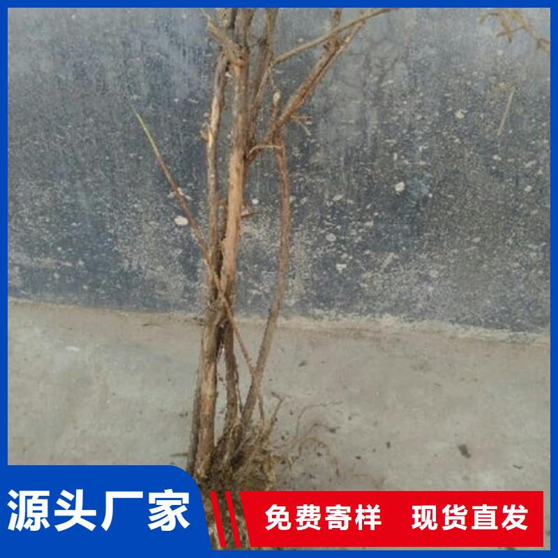 杈杷果【蓝莓苗】源头采购
