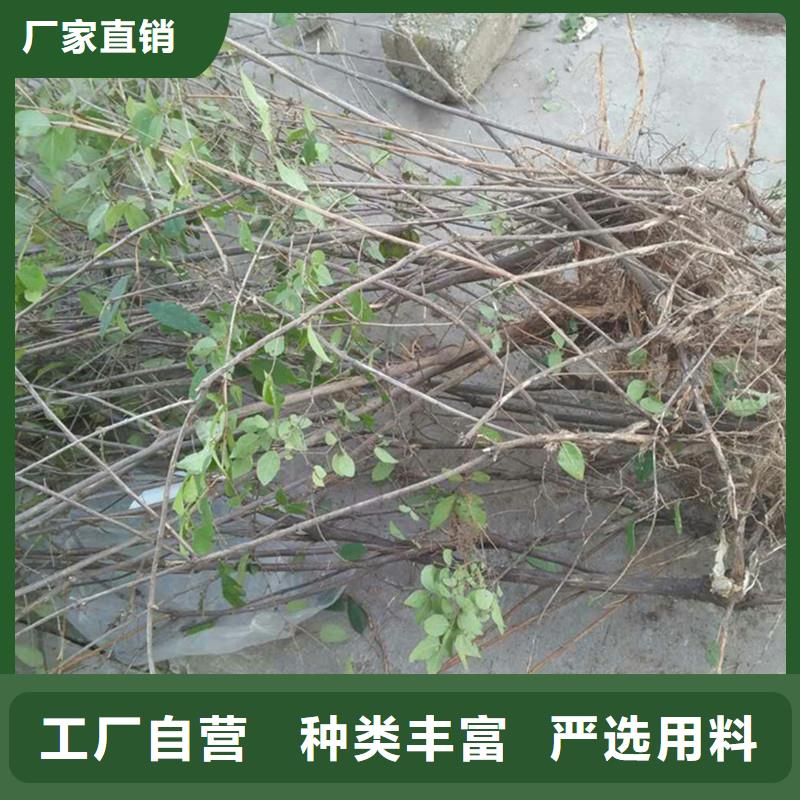 杈杷果苗种植管理技术