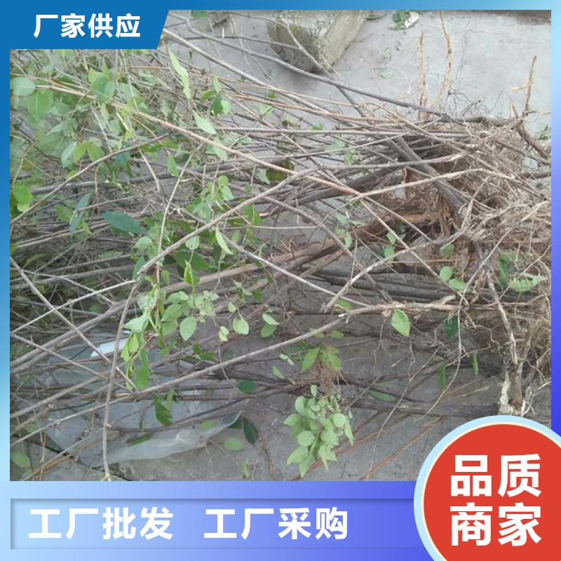 爱情果苗采摘园