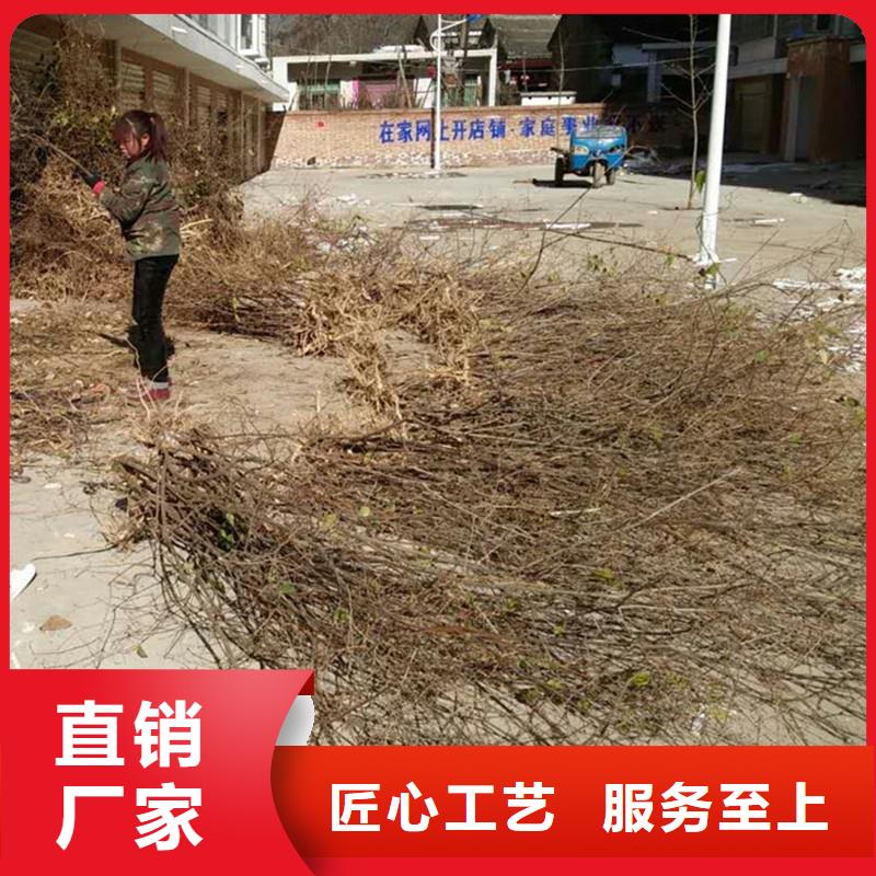 杈杷果苗种植管理技术