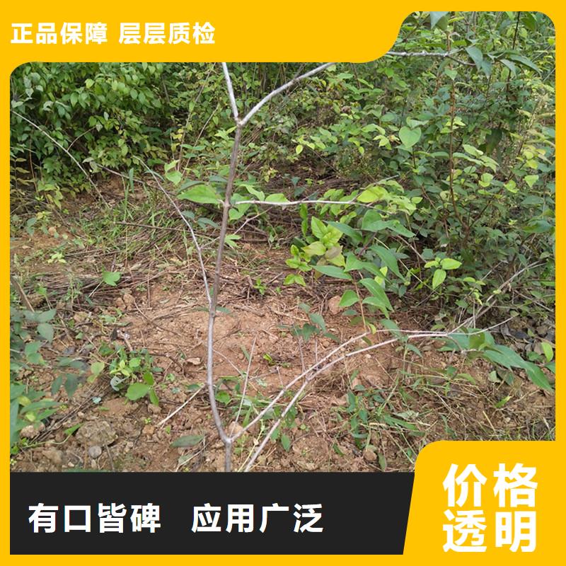 杈杷果樱桃苗一站式厂家