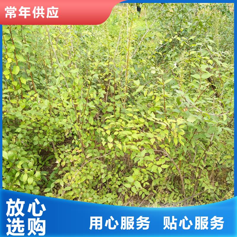 相思果苗适合种植地区