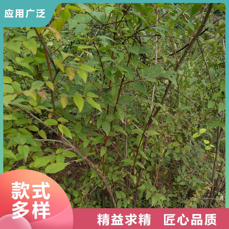 【杈杷果无花果苗实力才是硬道理】