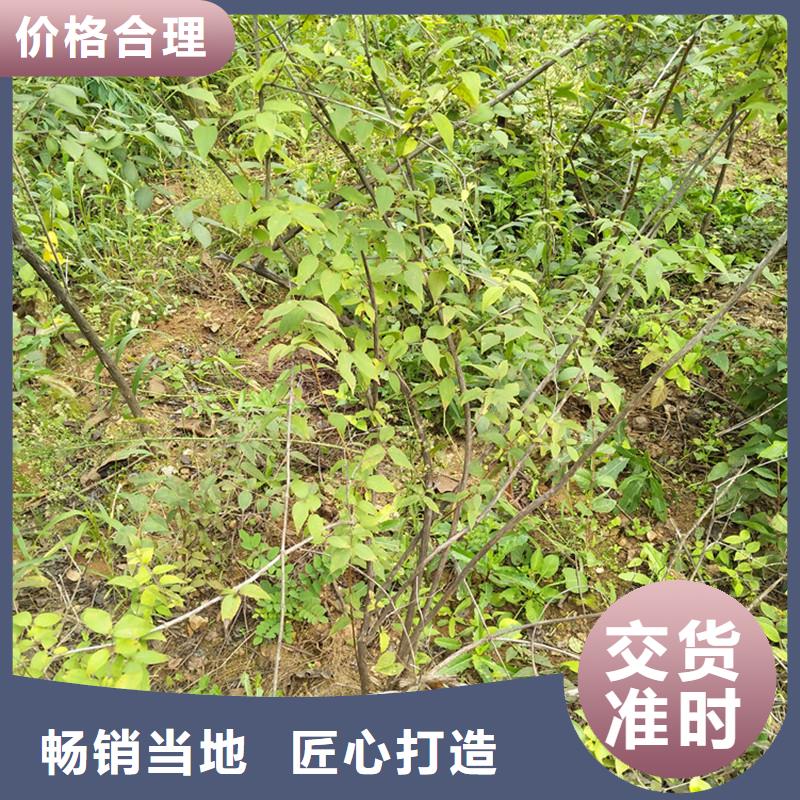 杈杷果苗适合种植地区
