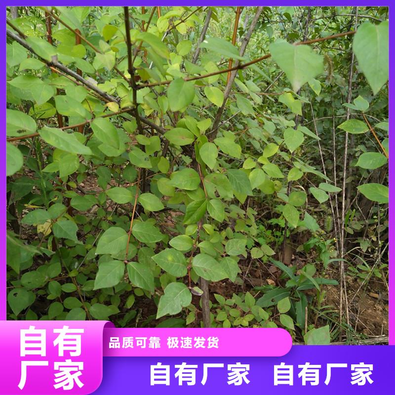 健身果苗怎么卖