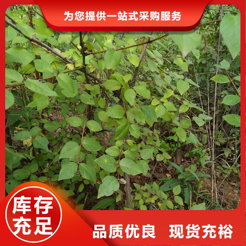 杈杷果苗种植基地