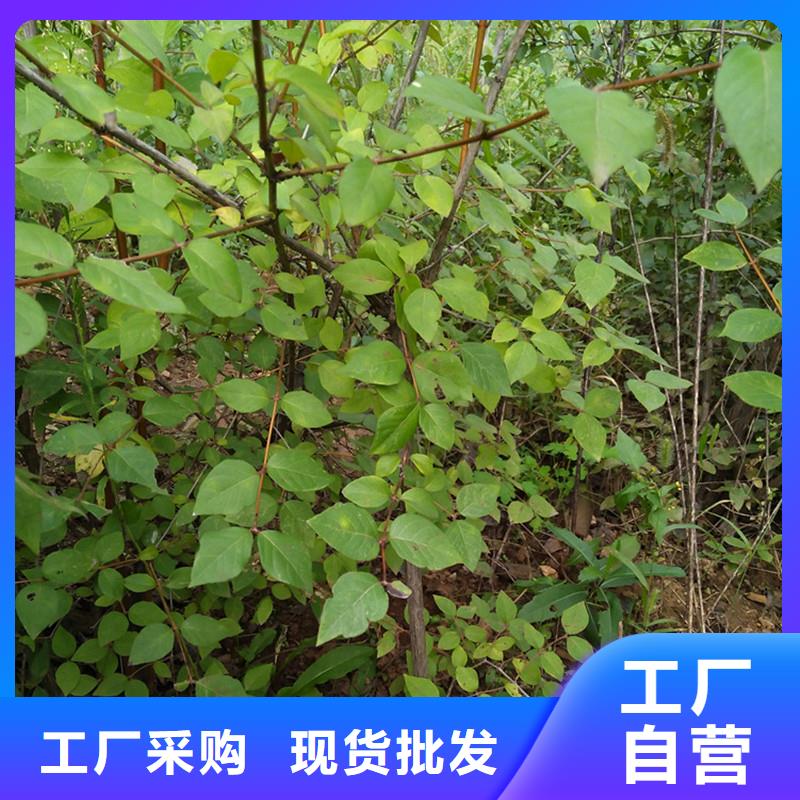 杈杷果【蓝莓苗】源头采购