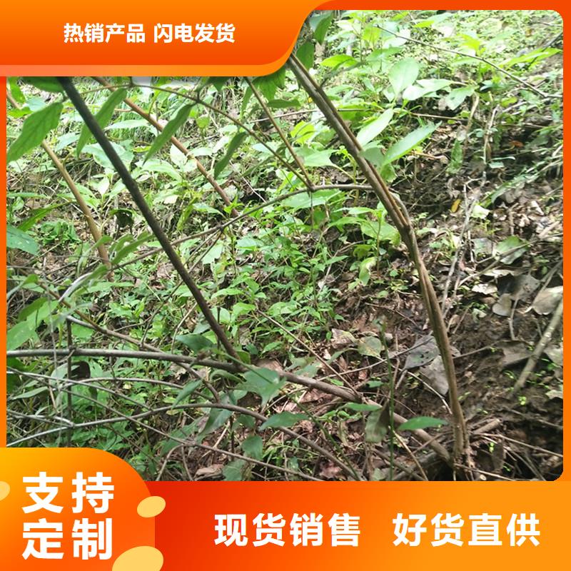 鸳鸯果苗一亩地多少棵