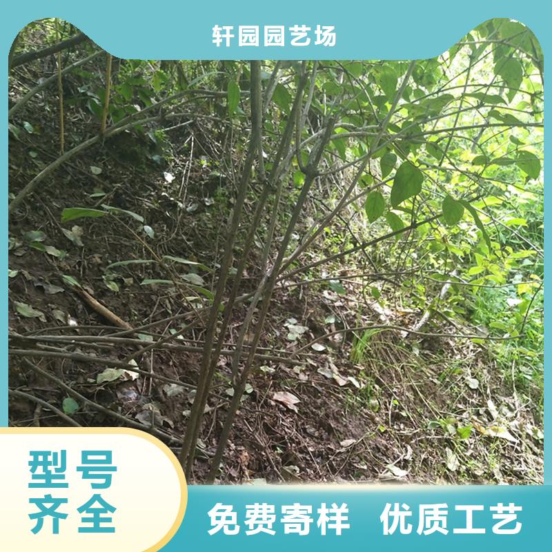 杈杷果,蓝莓苗支持定制