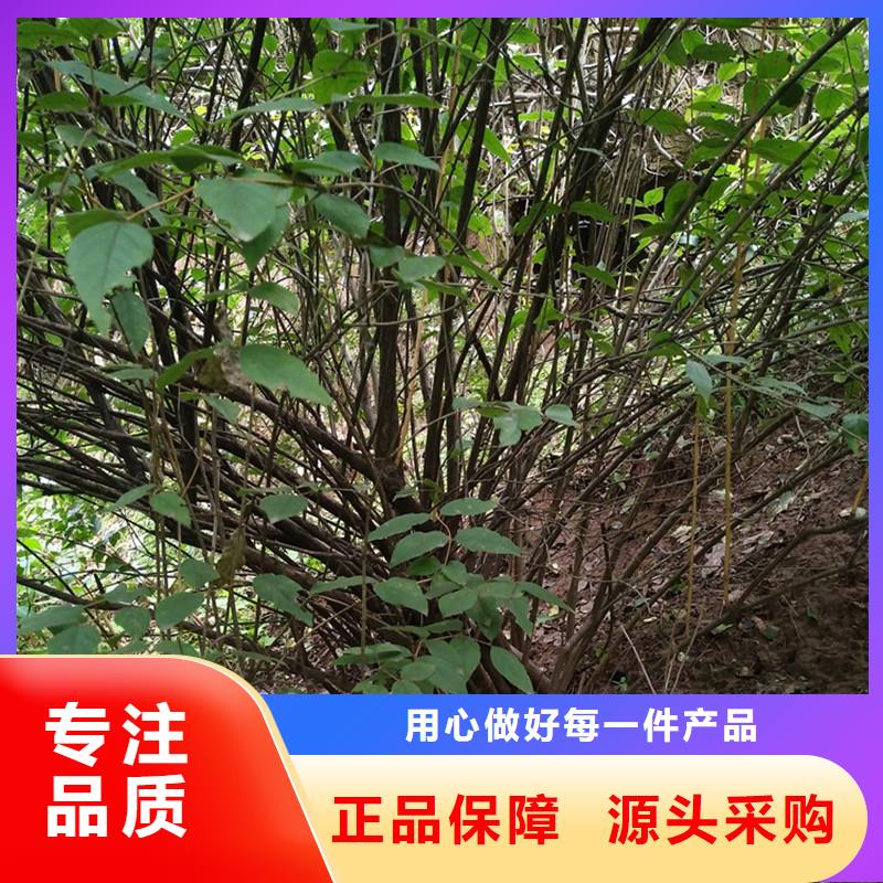 相思果苗当年结果树
