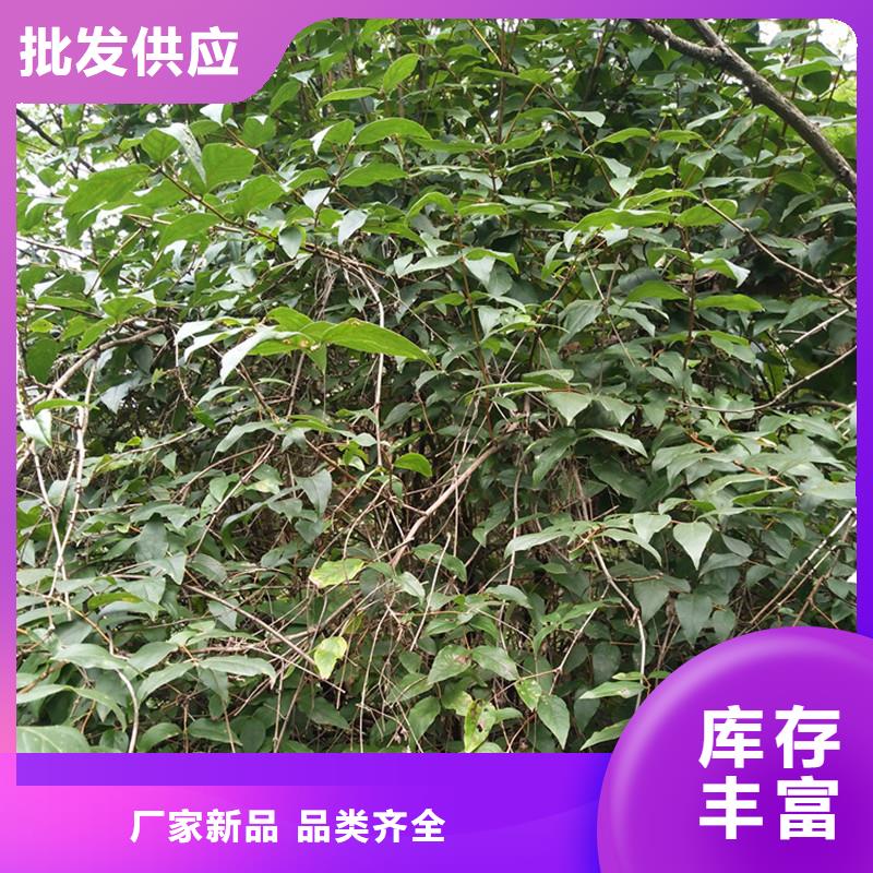 相思果苗当年结果树