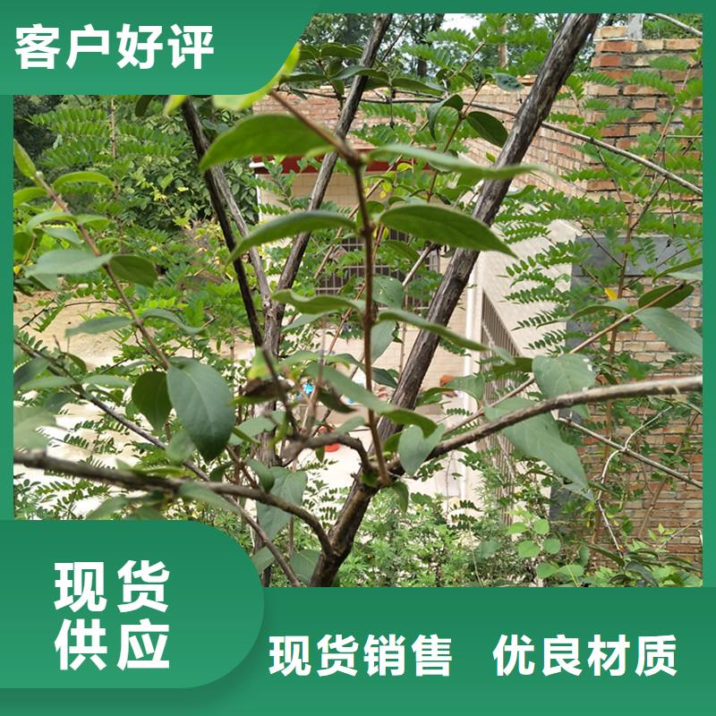爱情果苗一亩地栽多少棵
