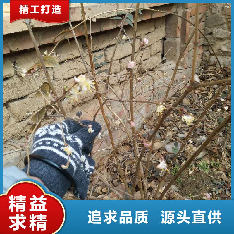 杈杷果苗种植管理技术