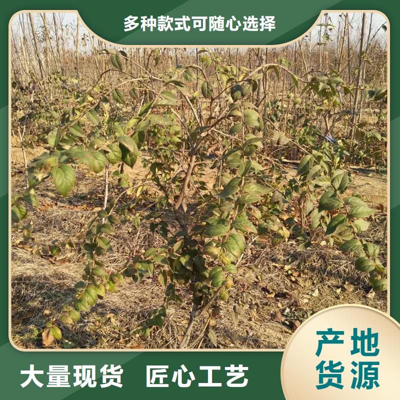 【轩园】苹果苗|凤庆|镇康|普洱|曲靖|迪庆|昆明|西双版纳【杈杷果】_玛瑙红石榴苗厂家货源实体厂家