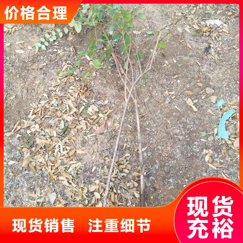 杈杷果苗种植基地