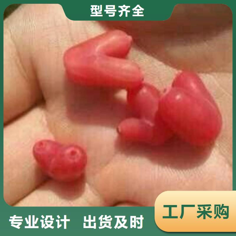 杈杷果苗批发价格