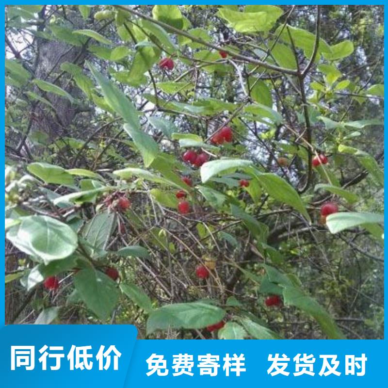 相思果苗当年结果树