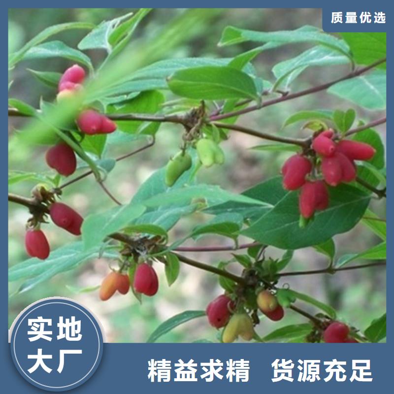 杈杷果【蓝莓苗】源头采购