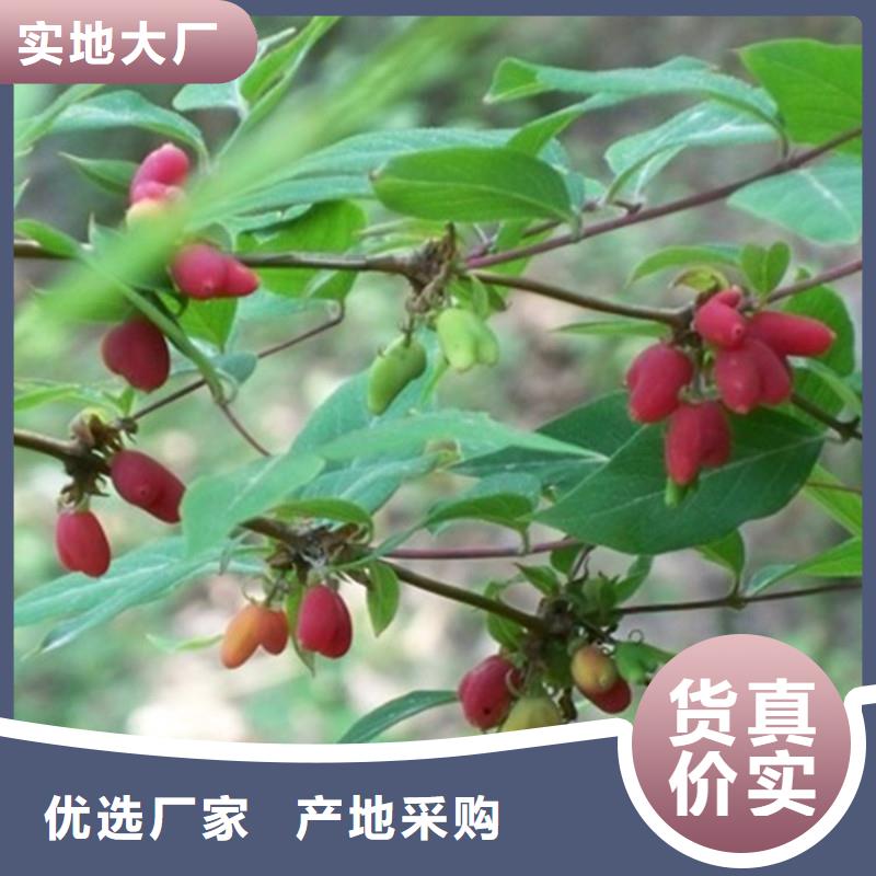 杈杷果苹果苗好货直销