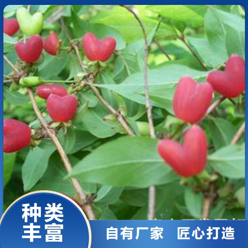 杈杷果多少钱一棵