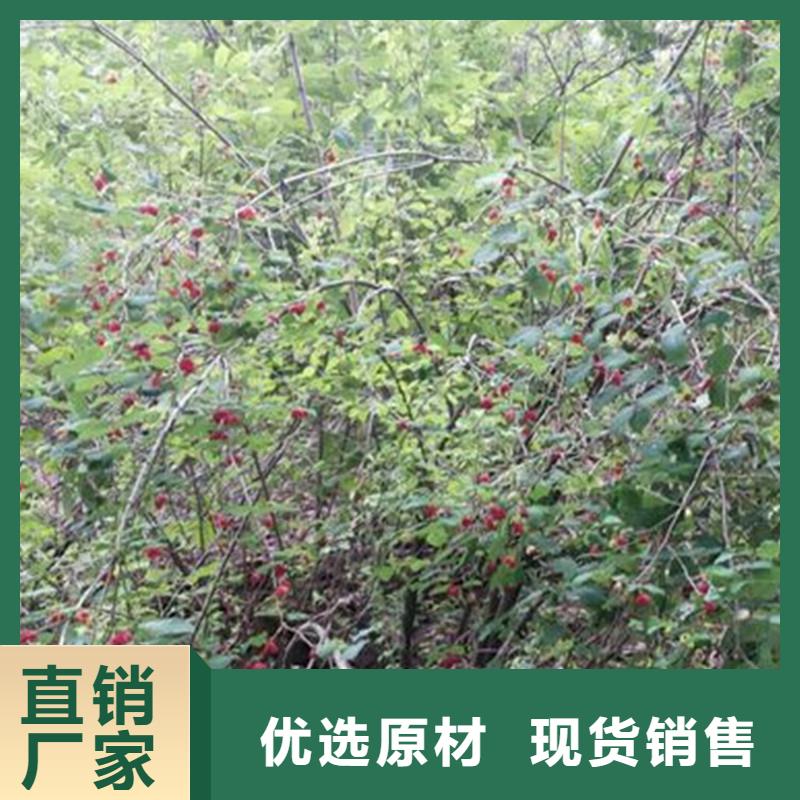 爱情果苗规格
