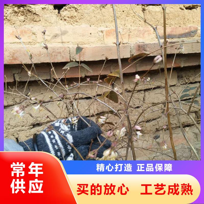 爱情果苗规格