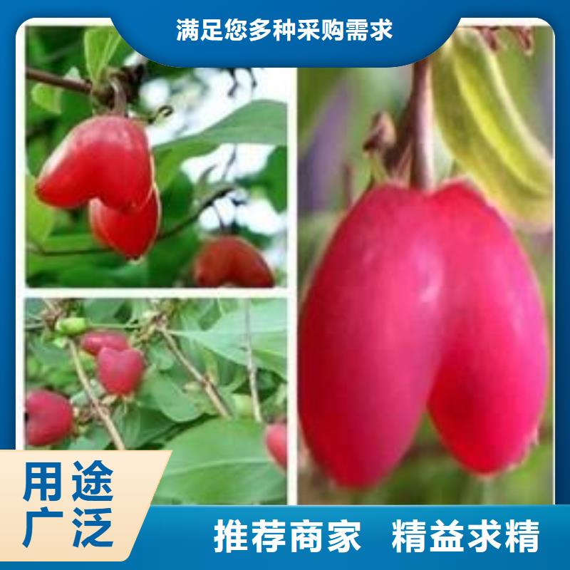 健身果苗根系发达