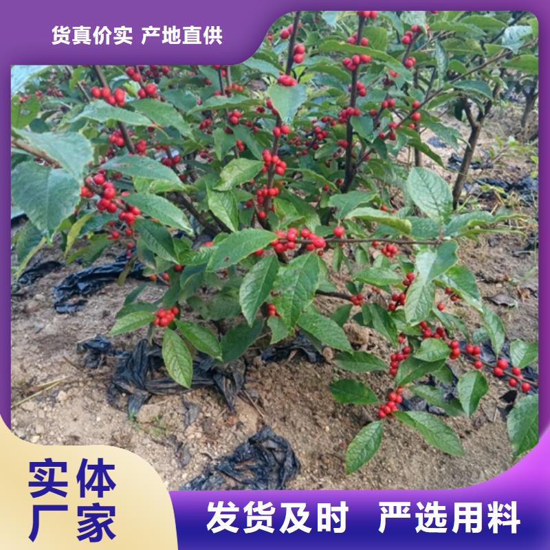 北美冬青【石榴树】热销产品