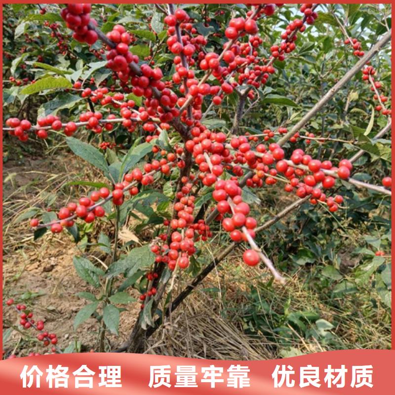 北美冬青【石榴树】热销产品